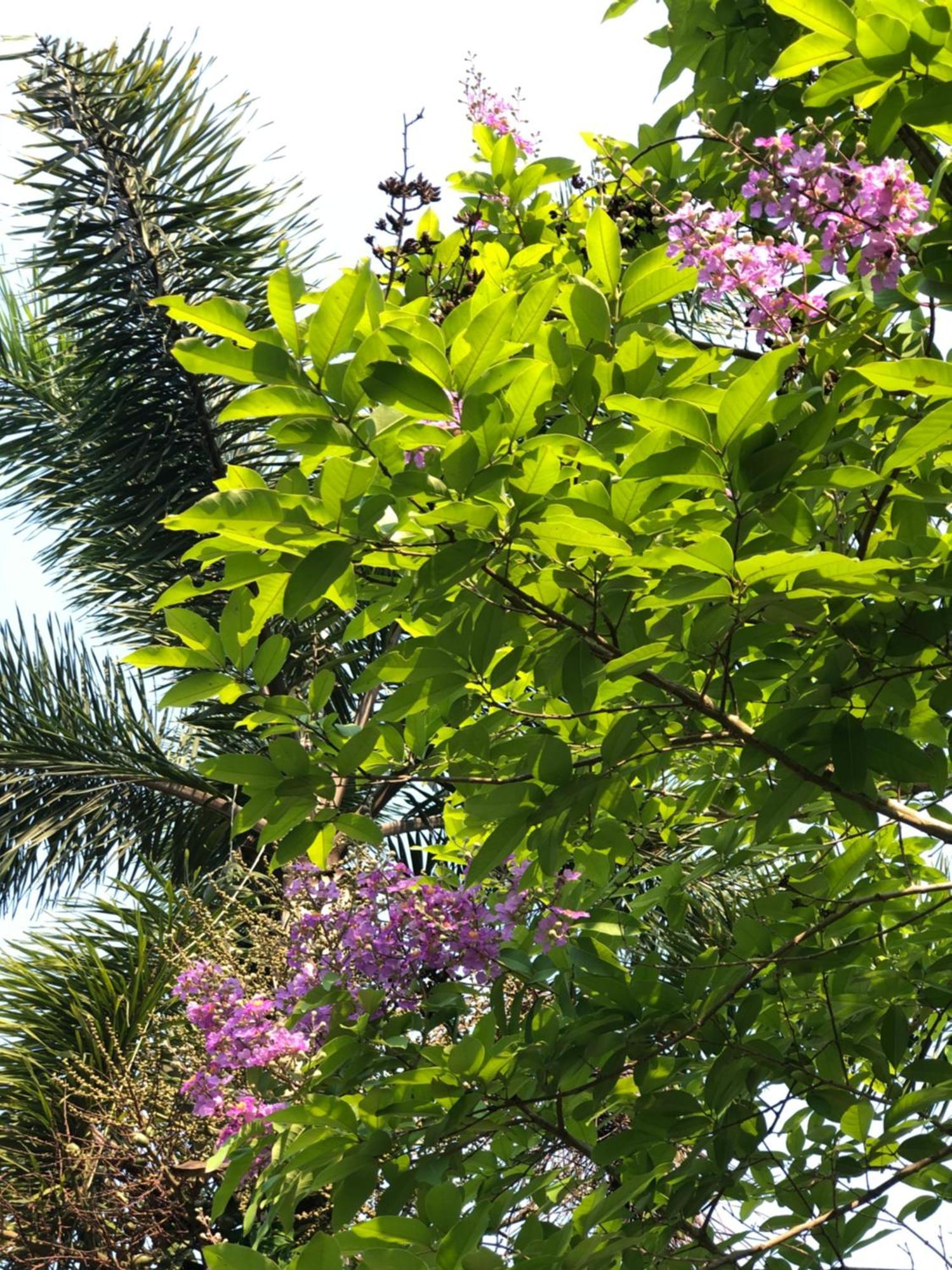 Pura Vida Pai Resort Extérieur photo