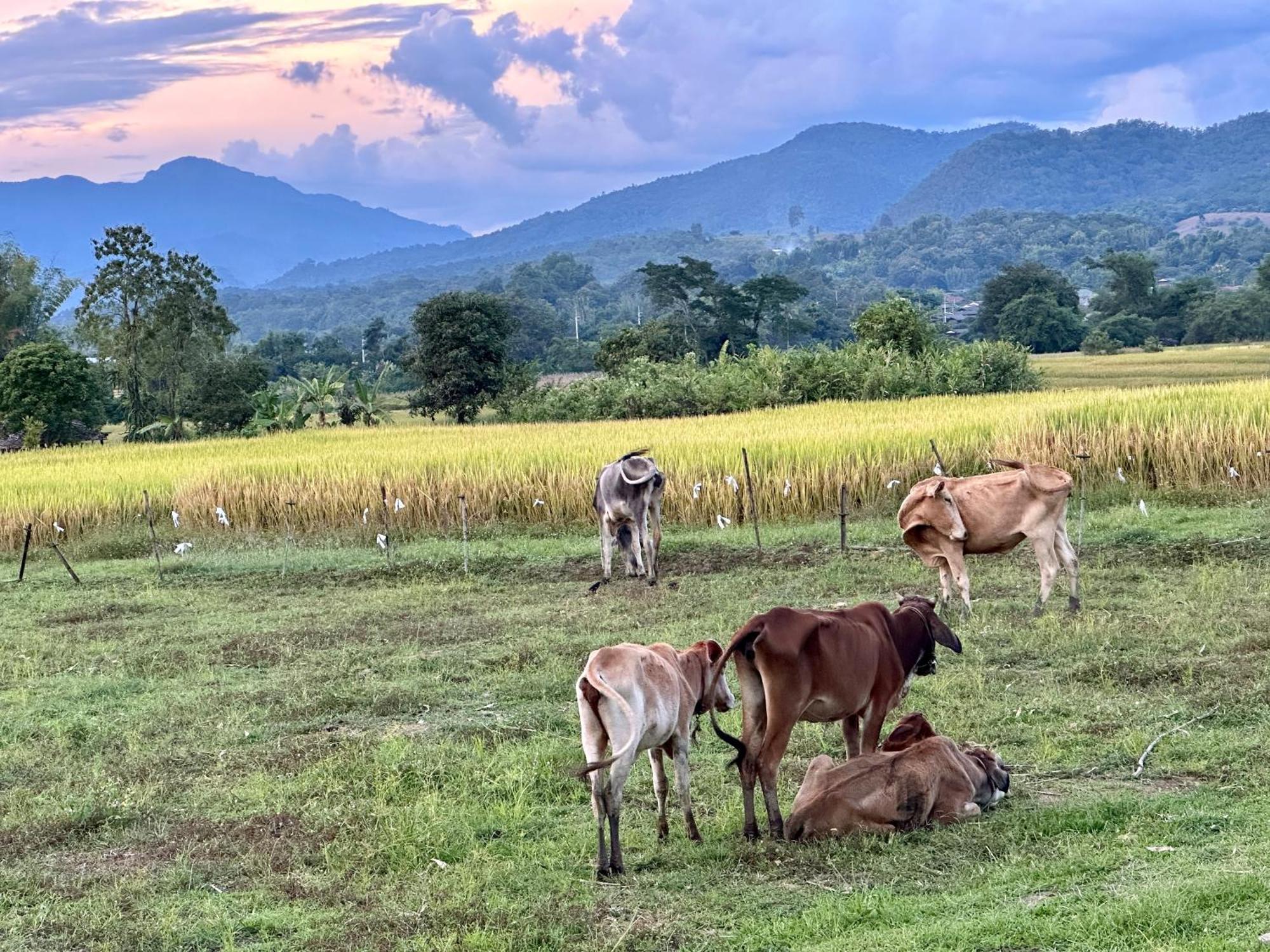 Pura Vida Pai Resort Extérieur photo